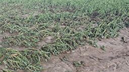 Rząd obiecuje szybkie wypłaty odszkodowań dla rolników po nawałnicach na Lubelszczyźnie