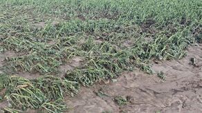 Rząd obiecuje szybkie wypłaty odszkodowań dla rolników po nawałnicach na Lubelszczyźnie