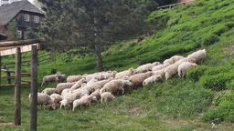 Muzeum Wsi Lubelskiej ma nowych lokatorów 