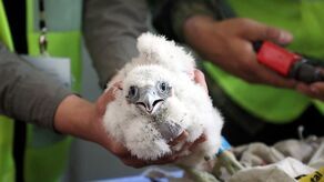 Hej, sokoły! Jakie ptaki żyją w mieście?