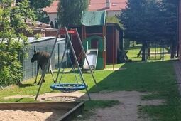 Przyszedł łoś do przedszkola. Interweniowały służby
