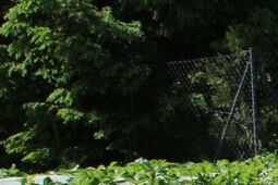 W tym roku truskawek będzie znacznie mniej. Plantatorzy liczą straty