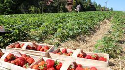 Tak dobrej pogody, jak w zeszłym roku (na zdjęciu pole w Pachnolowi) w tym sezonie nie ma. Tegoroczny jest znacznie chłodniejszy z przymrozkami, które zniszczyły część plonów. Owoców z lokalnych plantacji będzie mniej