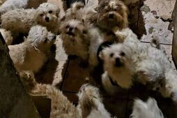 Nielegalna hodowla w środku miasta. Prawie 40 psów bez dostępu do wody