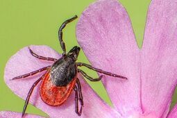 Coraz więcej zachorowań na boreliozę. Kleszcze atakują choćby w miejskich parkach