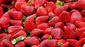 Truskawki z salmonellą. Masz je w domu? Nie jedz