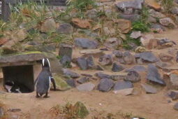 Nowa atrakcja w ZOO. Kiedy zobaczymy pingwiny?