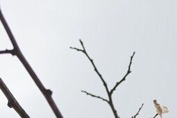 W Lublinie zadbają o drzewa. Wybrano 30 projektów Zielonego Budżetu