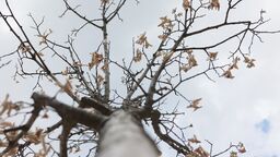 W Lublinie zadbają o drzewa. Wybrano 30 projektów Zielonego Budżetu