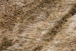 W Żmijowiskach będą szukać śladów Słowian