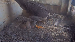  Ziuta (sokolica wykluta w 2022 roku w Kawęczynie) i Czajnik