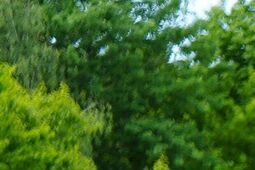 Dzik zaprasza do odwiedzin w lubelskim skansenie