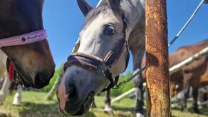 Konie, emocje i Hobby Horse!