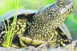 Odwołano wieloletniego dyrektora. Stracił pracę przez wizytę Nawrockiej?