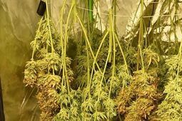 Namiot w piwnicy. Policjanci znaleźli 2,5 kg marihuany