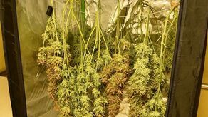 Namiot w piwnicy. Policjanci znaleźli 2,5 kg marihuany