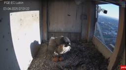 Mural z Wrotką symbolem Lublina? To możliwe