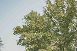 W hołdzie poległym na misjach: 6. Motocyklowy Rajd Weterana