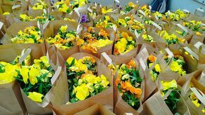 Wojna o bratki. Kwiatki rozeszły się jak świeże bułeczki