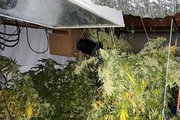 Policjanci rozbili plantację marihuany na Morawach. Zatrzymani to mieszkańcy Lublina