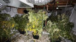 Policjanci rozbili plantację marihuany na Morawach. Zatrzymani to mieszkańcy Lublina