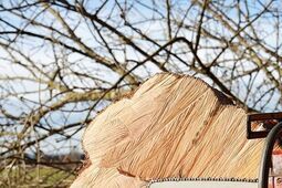 „Lex Szyszko II” – powrót do przeszłości? Kontrowersyjny projekt ułatwiający wycinkę drzew spotyka się z ostrą krytyką ekspertów