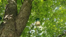 200 pojemników na drzewach w Lublinie. To pułapki na szkodnika 