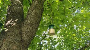 200 pojemników na drzewach w Lublinie. To pułapki na szkodnika 