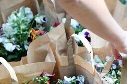 Komu bratka? Miasto rozdaje, bo sadzi begonie