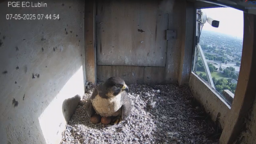 To już dzisiaj! U Wrotkowskich pojawiło się pierwsze pisklę