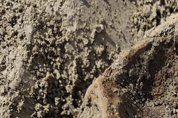 Mamuty żyły na Lubelszczyźnie? Kolejne sensacyjne odkrycie na budowie trasy S17