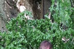 Podczas wycieczki na dzieci spadł konar drzewa. Jest śledztwo