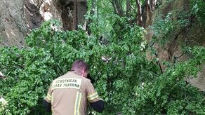 Podczas wycieczki na dzieci spadł konar drzewa. Jest śledztwo 