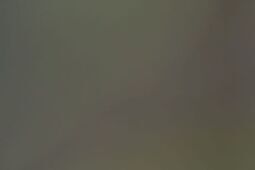 "Można umrzeć ze strachu". Węże uwiły sobie gniazdo na cmentarzu