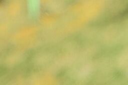 Piłkarki Górnika Łęczna z powołaniami do reprezentacji