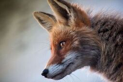 Lisy spacerują po osiedlu. "Mieszkańcy wyrzucają resztki jedzenia"