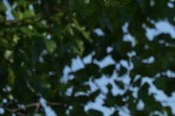 Pride of Poland 2025. Na liście 15 koni, a gwiazdą Adelita