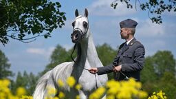 Adelita, klacz typowana jako tegoroczna faworytka aukcji