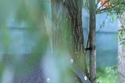 Pszczoły wprowadziły się do skansenu