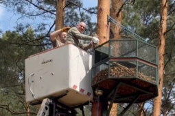 Sokoły zamieszkały w Janowie Lubelskim. To zasługa programu reintrodukcji