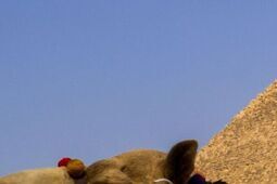 Egipt po polsku – Poznaj kraj faraonów z lokalnym przewodnikiem