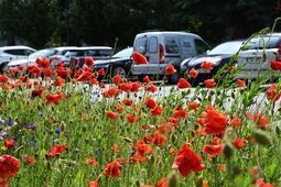 Łąki kwietne cieszą już oko  