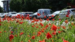 Łąki kwietne cieszą już oko   