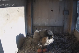 Mural z Wrotką w Lublinie? Urzędnicy odpowiadają radnej