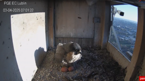 Wrotka zamieszkała na lubelskim kominie w 2015 roku