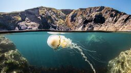 David Attenborough: Świat oceanów. Film o najważniejszym miejscu na Ziemi