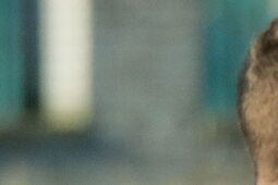 Wisła Annopol zrobiła w meczu z Sokołem krok w stronę utrzymania