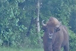 Już nie tylko w puszczy. Żubr przywędrował pod Białą Podlaską