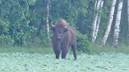 Żubr w miejscowości Krzymowskie 