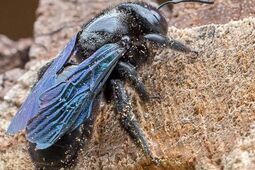 Czarna pszczoła wróciła na Roztocze